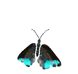 Beautiful Butterfly
