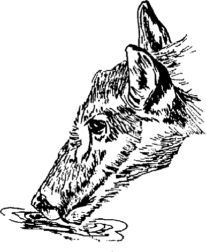 Deer