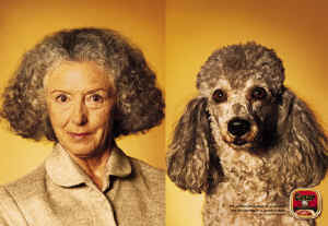 dogs