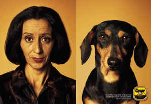 dogs