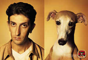 dogs