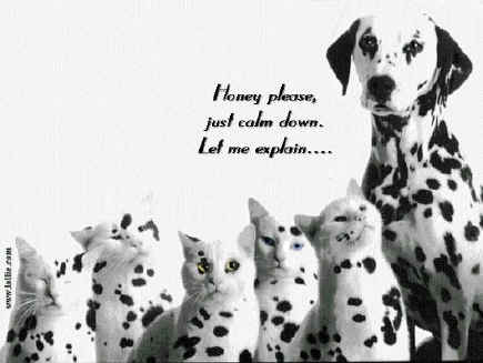 dalmation