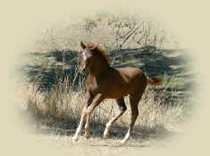 colt running