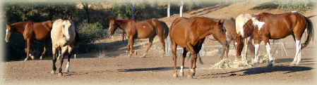 horses
