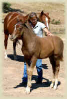 working with a colt