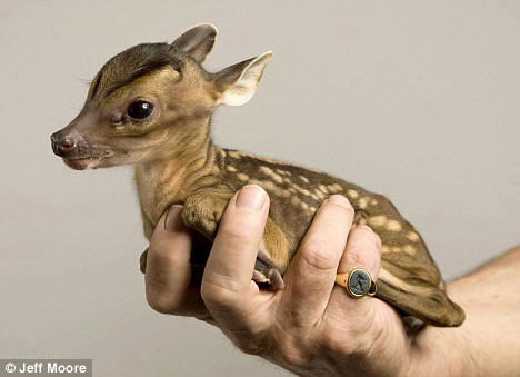 baby deer