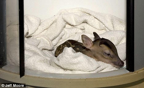 baby deer