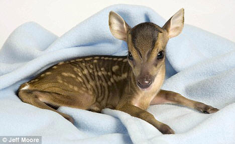 baby deer